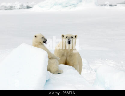 IJsbeer met Jong, mit Polar Bear Cub Stockfoto