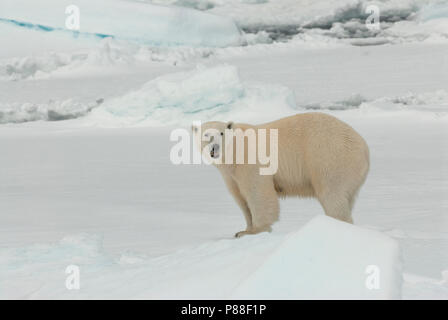 IJsbeer met Jong, mit Polar Bear Cub Stockfoto