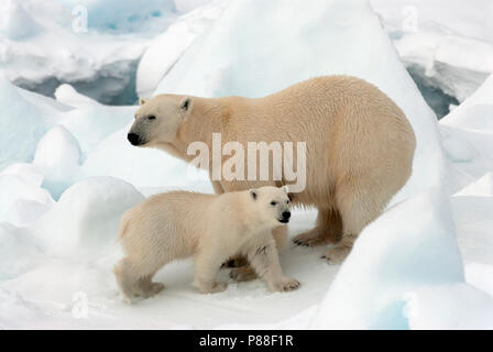 IJsbeer met Jong, mit Polar Bear Cub Stockfoto