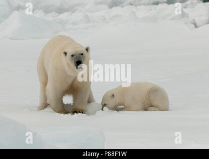 IJsbeer met Jong, mit Polar Bear Cub Stockfoto