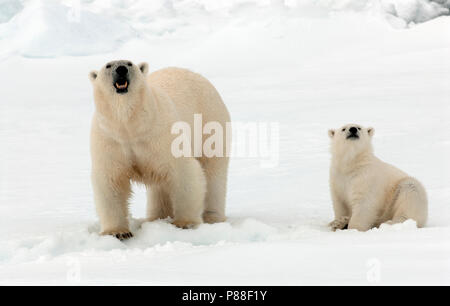 IJsbeer met Jong, mit Polar Bear Cub Stockfoto
