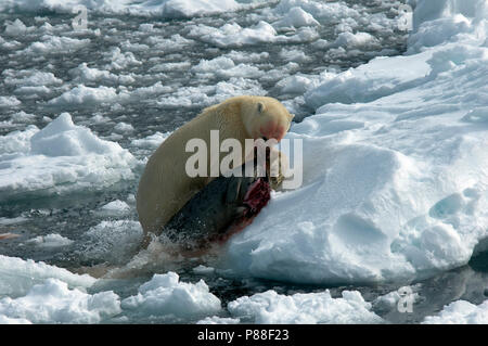 IJsbeer met zeehond, Eisbär mit Dichtung Stockfoto
