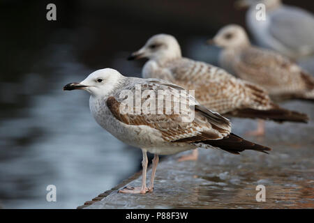 Pontische meeuw in de stadscentrum; caspian Gull im Stadtzentrum Stockfoto