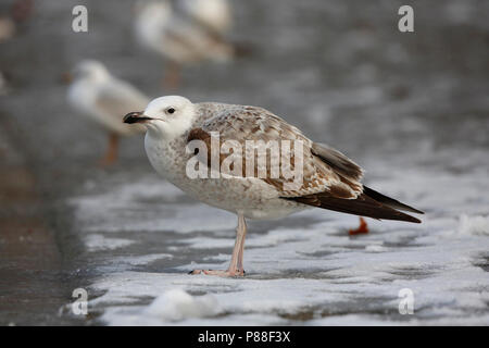 Pontische meeuw in de stadscentrum; caspian Gull im Stadtzentrum Stockfoto