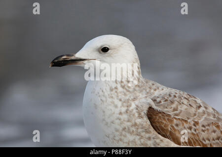 Pontische meeuw in de stadscentrum; caspian Gull im Stadtzentrum Stockfoto