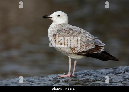 Pontische meeuw in de stadscentrum; caspian Gull im Stadtzentrum Stockfoto