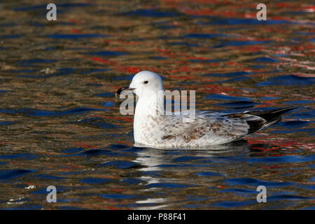 Pontische meeuw in de stadscentrum; caspian Gull im Stadtzentrum Stockfoto