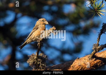 Pot. Schottische Gegenwechsel - Schottischer Kreuzschnabel - Loxia scotica (?), Schottland, 1 Cy, männlich Stockfoto