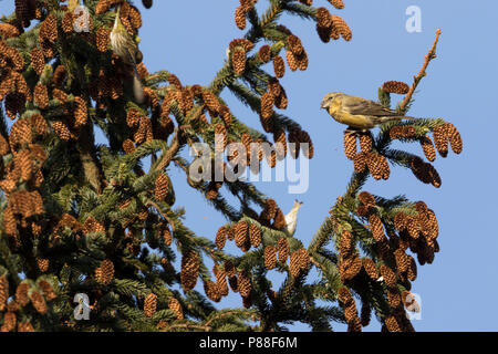 Pot. Schottische Gegenwechsel - Schottischer Kreuzschnabel - Loxia scotica (?), Schottland, 1 Cy, Weiblich Stockfoto