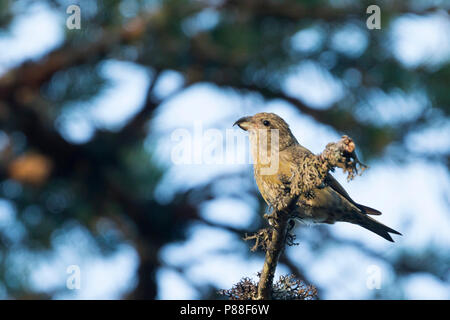 Pot. Schottische Gegenwechsel - Schottischer Kreuzschnabel - Loxia scotica (?), Schottland, 1 Cy, Weiblich Stockfoto