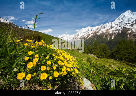 Voorjaarsganzerik, Alpine Cinquefoil Stockfoto