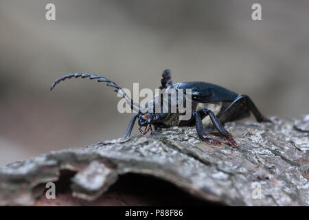 Prionus coriarius - Sawyer - Sägebock, Deutschland, Imago, männlich Stockfoto