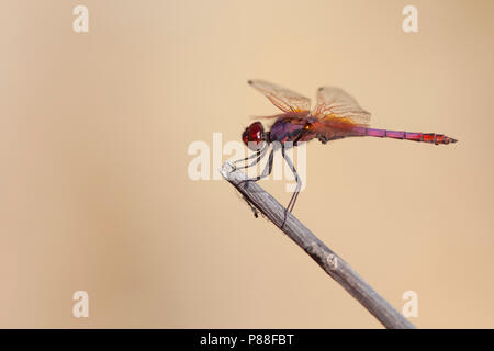 Imago Purperlibel; Erwachsene; Erwachsene dropwing Violett Violett-markierten Darter; Stockfoto