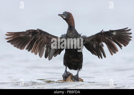 Pygmy Cormorant - Zwergscharbe - Microcarbo pygmaeus, Kroatien, Erwachsene Stockfoto