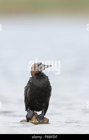 Pygmy Cormorant - Zwergscharbe - Microcarbo pygmaeus, Kroatien, Erwachsene Stockfoto