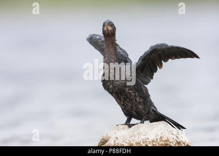 Pygmy Cormorant - Zwergscharbe - Microcarbo pygmaeus, Kroatien, Erwachsene Stockfoto