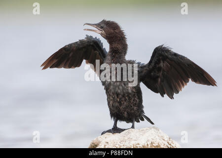 Pygmy Cormorant - Zwergscharbe - Microcarbo pygmaeus, Kroatien, Erwachsene Stockfoto