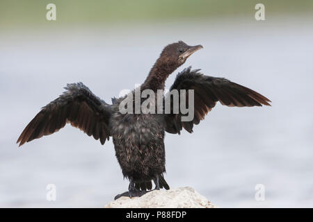 Pygmy Cormorant - Zwergscharbe - Microcarbo pygmaeus, Kroatien, Erwachsene Stockfoto