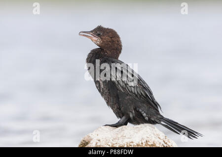 Pygmy Cormorant - Zwergscharbe - Microcarbo pygmaeus, Kroatien, Erwachsene Stockfoto