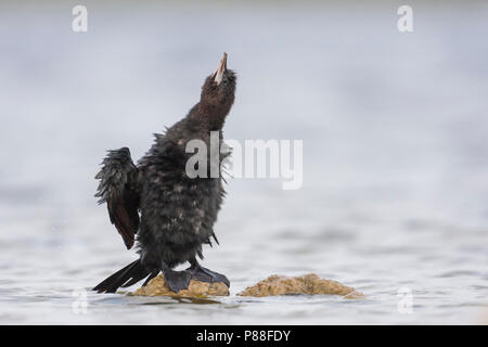 Pygmy Cormorant - Zwergscharbe - Microcarbo pygmaeus, Kroatien, Erwachsene Stockfoto