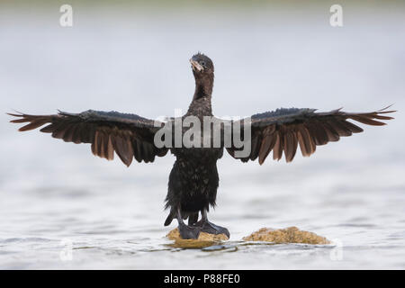 Pygmy Cormorant - Zwergscharbe - Microcarbo pygmaeus, Kroatien, Erwachsene Stockfoto