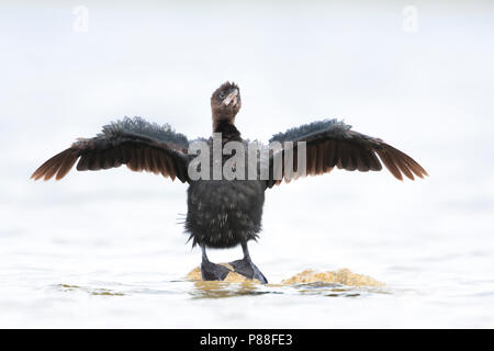 Pygmy Cormorant - Zwergscharbe - Microcarbo pygmaeus, Kroatien, Erwachsene Stockfoto