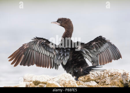 Pygmy Cormorant - Zwergscharbe - Microcarbo pygmaeus, Kroatien, Erwachsene Stockfoto