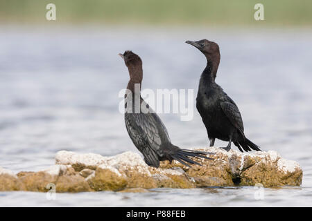 Pygmy Cormorant - Zwergscharbe - Microcarbo pygmaeus, Kroatien, Erwachsene Stockfoto