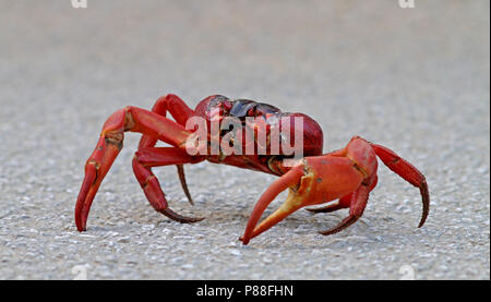 Christmaseiland Ritt krab, Christmas Island rote Krabbe Stockfoto