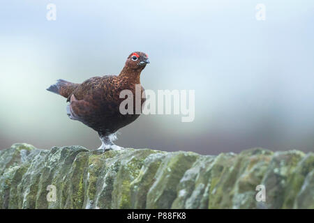 Red Auerhahn - Schottisches - moorschneehuhn Lagopus lagopus Scotica, Großbritannien, männlichen Erwachsenen Stockfoto