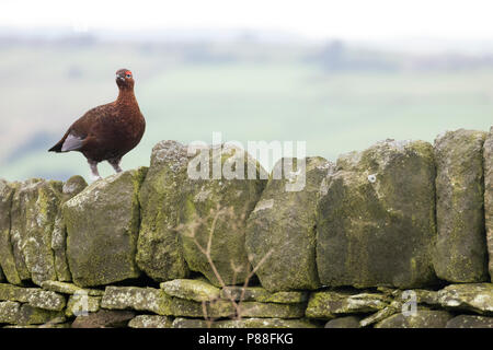 Red Auerhahn - Schottisches - moorschneehuhn Lagopus lagopus Scotica, Großbritannien, männlichen Erwachsenen Stockfoto