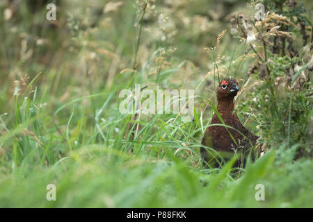 Red Auerhahn - Schottisches - moorschneehuhn Lagopus lagopus Scotica, Großbritannien, männlichen Erwachsenen Stockfoto