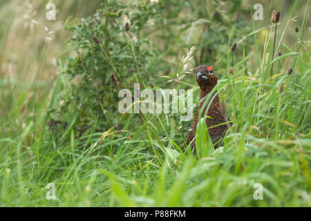 Red Auerhahn - Schottisches - moorschneehuhn Lagopus lagopus Scotica, Großbritannien, männlichen Erwachsenen Stockfoto