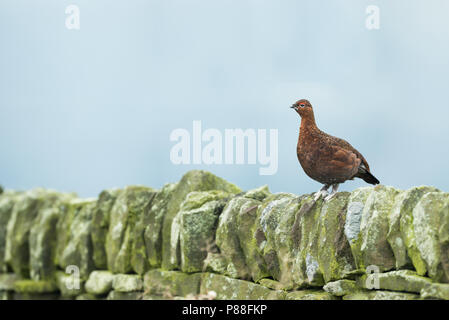 Red Auerhahn - Schottisches - moorschneehuhn Lagopus lagopus Scotica, Großbritannien, männlichen Erwachsenen Stockfoto