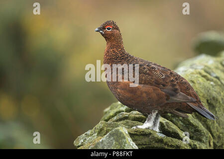 Red Auerhahn - Schottisches - moorschneehuhn Lagopus lagopus Scotica, Großbritannien, männlichen Erwachsenen Stockfoto