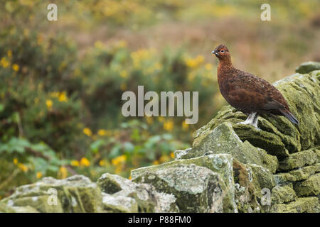 Red Auerhahn - Schottisches - moorschneehuhn Lagopus lagopus Scotica, Großbritannien, männlichen Erwachsenen Stockfoto