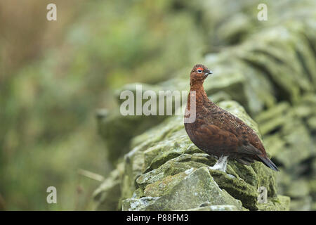 Red Auerhahn - Schottisches - moorschneehuhn Lagopus lagopus Scotica, Großbritannien, männlichen Erwachsenen Stockfoto