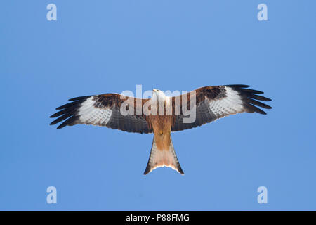 Rotmilan, Milvus milvus Rotmilan -, Deutschland, Erwachsene Stockfoto