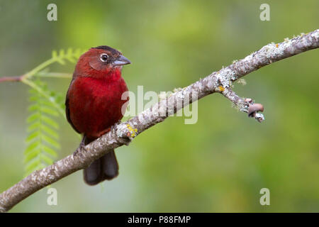 Red Pileated Finch (Coryphospingus cucullatus) Männliche gehockt Stockfoto