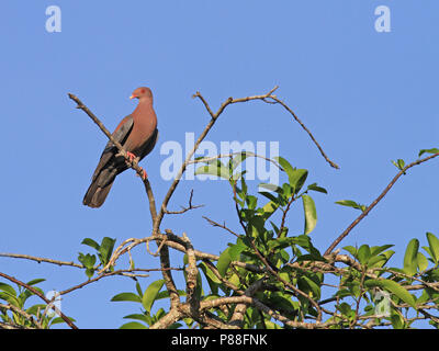 Red-billed Pigeon, Patagioenas flavirostris Stockfoto