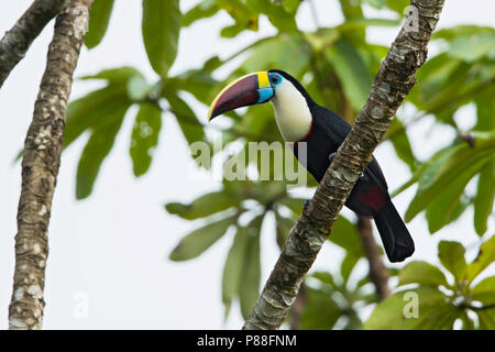 Red-billed Toucan (Ramphastos tucanus) in eine Baumkrone gehockt Stockfoto