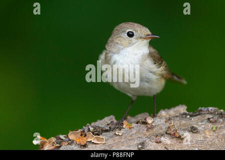 Red-breasted Schopftyrann - Zwergschnäpper - Ficedula parva, Ungarn, männlich 2. CY Stockfoto