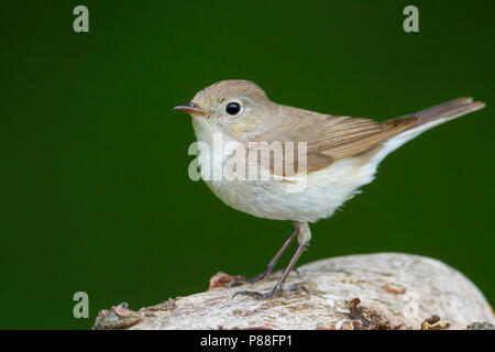 Red-breasted Schopftyrann - Zwergschnäpper - Ficedula parva, Ungarn, männlich 2. CY Stockfoto