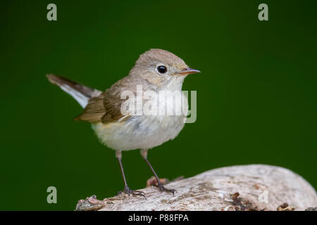 Red-breasted Schopftyrann - Zwergschnäpper - Ficedula parva, Ungarn, männlich 2. CY Stockfoto