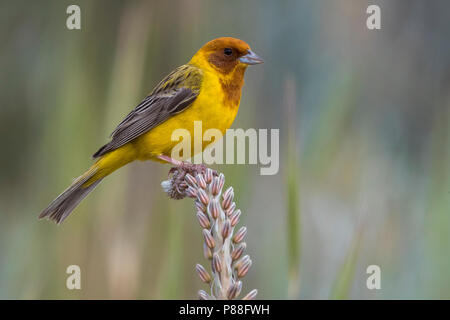 Bruinkopgors, Rothaarige Bunting, Emberiza bruniceps Stockfoto