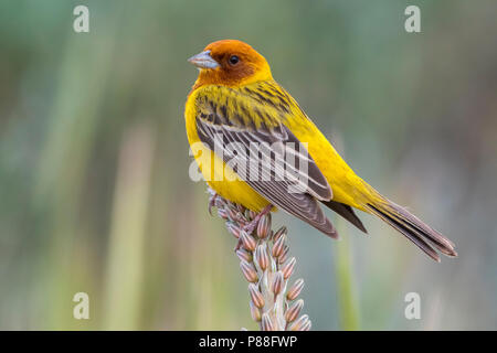 Bruinkopgors, Rothaarige Bunting, Emberiza bruniceps Stockfoto