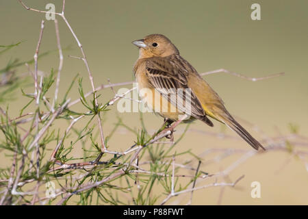 Bruinkopgors, Rothaarige Bunting, Emberiza bruniceps Stockfoto