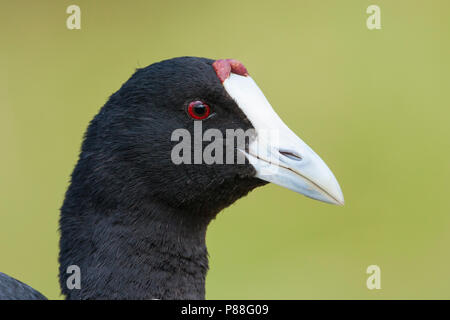 Rot - Genoppte Coot-Kammblässhuhn - Fulica cristata, Spanien (Mallorca), Erwachsene Stockfoto