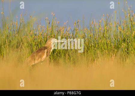 Squacco Heron - Rallenreiher, Ardeola ralloides ssp. ralloides, Oman Stockfoto