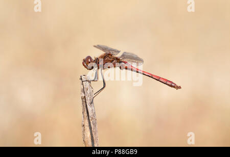 Imago Steenrode heidelibel; Erwachsene Vagrant Darter Stockfoto